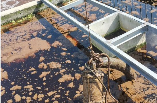 中國浙江 溫州市生豬養殖污水提升設備更換